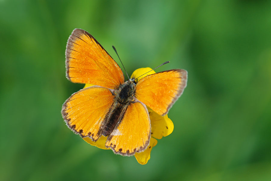 Quando c''era il sole, Lycaena virgaureae